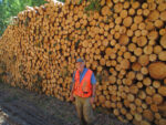 Pine thinning log pile